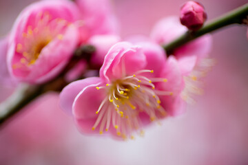 ピンクの梅の花の近影