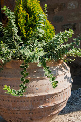Pretty decorative pot with fresh plantas. Greece.