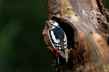 Great spotted woodpecker (Dendrocopos major) on a brach in the forest in the Netherlands