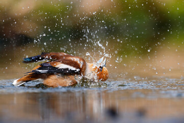 Hawfinch (Coccothraustes coccothraustes) taking a bath in the forest of Overijssel in the Netherlands. 