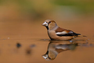 Obraz na płótnie Canvas Hawfinch (Coccothraustes coccothraustes) taking a bath in the forest of Overijssel in the Netherlands. 
