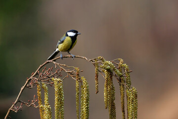 Great Tit (Parus major) ) sitting on the branch of a  common alder branch (Alnus glutinosa) in the forest of Overijssel in the Netherlands with a dark brown background