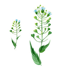 Field flowers. Blooming shepherd's bag (Capsella bursa-pastoris). Hand-drawn in watercolor. Botanical illustrations on a white background. Design elements that are perfect for postcard, print, banner.