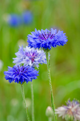 Three Cornflowers in Different Shades of Blue, Ohio Meadow