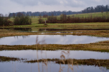 Pond at nature reserve, Kloten, Switzerland.