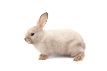 Adorable fluffy rabbit isolated on white background, portrait of cute bunny pet animal.