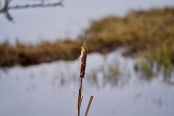 Fototapeta na wymiar Pond with close-up reed and tranquil water at nature reserve, Kloten, Switzerland.