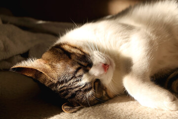Fototapeta na wymiar Cute tabby cat sleeping on a sofa, illuminated by sunlight. Selective focus.