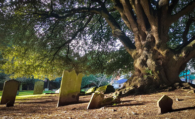 Ancient yew tree in the churchyard of Great Malvern Priory. Malvern, Worcestershire uk