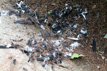 bird feathers scattered on the ground