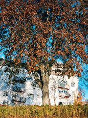 stunning colors of autumn in the city of Strasbourg. Colored leaves, warm sunlight.