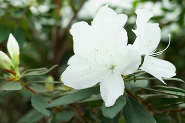 White azalea, exotic spring flower