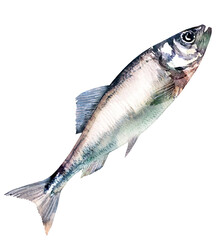 Herring fish isolated, marine food fish, whole fresh saltwater fish, seafood, close-up, hand drawn watercolor illustration on white background