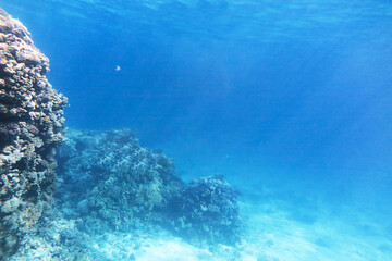 Background of underwater landscape with coral reef.