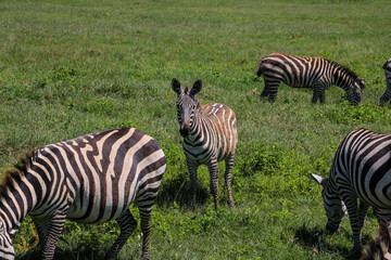 Fototapeta na wymiar Zebra in the savannah in national park, Tanzania