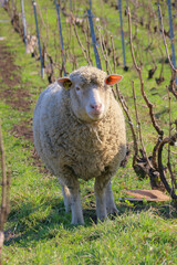 Naklejka premium éco pâturage dans les vignes champenoises en France