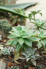 Green fresh succulents grow in natural environment, wild succulents background
