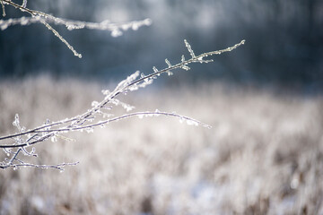 Backlit frost Covered branch with blurred background.