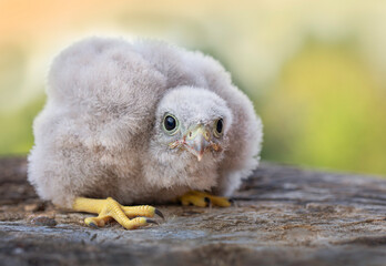 European kestrel chicken on a tree © Katrien Buysse