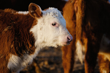 Hereford beef calf, brown baby cow with white face close up and herd blurred background.