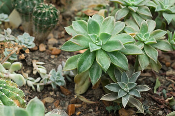 Green fresh succulents grow in natural environment, wild succulents background