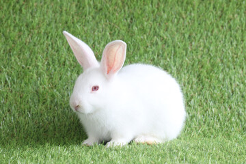 Adorable fluffy white rabbit with red eyes on green grass background, portrait of cute bunny pet animal