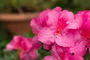 Bright blooming azalea branch, spring floral background