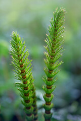 horsetail, snake grass, puzzlegrass