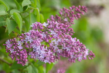Obraz premium Light purple inflorescences of blooming lilac in the garden during summer 