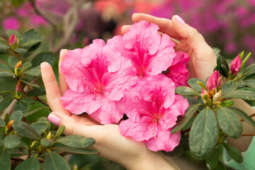 Obraz na płótnie Canvas Female hands hold pink azalea flower, bright exotic flower, spring background