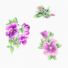 Watercolor greeting card elements pink violas
