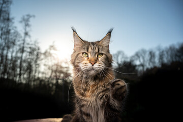 curious maine coon cat lifting paw reaching for camera outdoors in sunset with treeline of forest in the background
