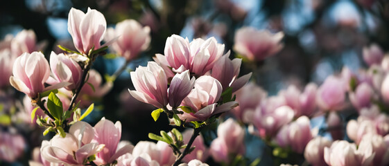 Magnolia tree blossom