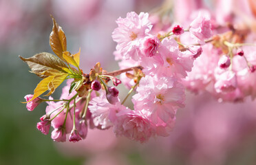Sakura. Blossomed Japanese cherry trees