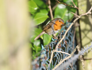 Robin Perched on a wire fence