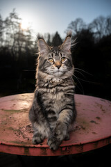 tabby maine coon cat sitting on rusty garden table on sunset with forest treeline in the background