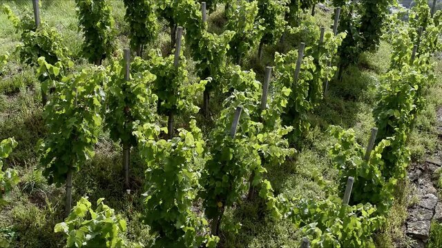 Drone flight over green grapevines