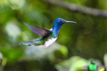 Hummingbirds in Ecuador's Cloud Forest
