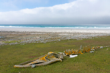 Fototapeta na wymiar Whale skeleton on the beach. View from The Neck, Saunders Island, Falkland Islands.