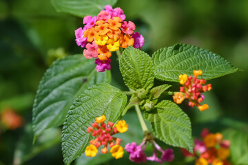 Exotic Flowers in Ecuador's Cloud Forest