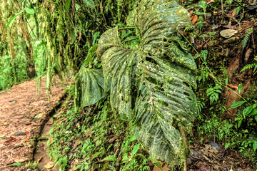 Mossy environment in the cloud forest of Ecuador
