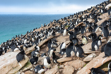 Obraz premium The Rockhopper penguin (Eudyptes chrysocome)
