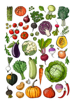 Vegetables and fruits food vector poster. Color sketch of products. Decor for kitchen and restaurant. Farm vegetables and herbs. Pumpkin, tomato, beet, cabbage