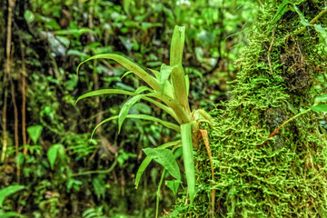 Mossy environment in the cloud forest of Ecuador