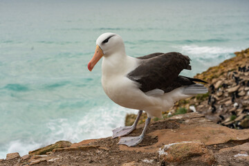 The Black-browed albatross (Thalassarche melanophris)