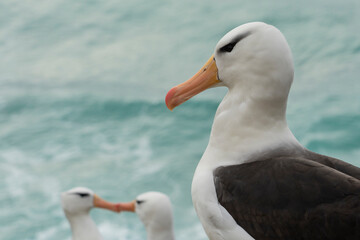 The Black-browed albatross (Thalassarche melanophris)