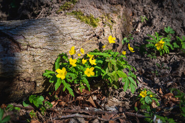 Yellow wood anemones growing out next to an old tree log in a sunlit forest