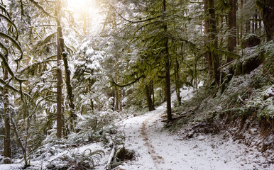 Beautiful Hiking Trail in the Forest during winter morning. White Snow Covered. Taken in Squamish, North of Vancouver, British Columbia, Canada.