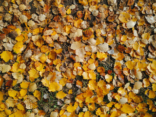 Rich yellow and orange autumn poplar leaves lie on the ground and grass. Top view, natural background, copy space.