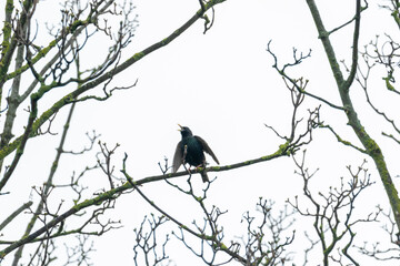 Starling bird sings with open beak while perched on bare branch of Sycamore tree with green buds and lichen growth. Bird's wings partly outstretched. Monochrome with green colour color. Ireland